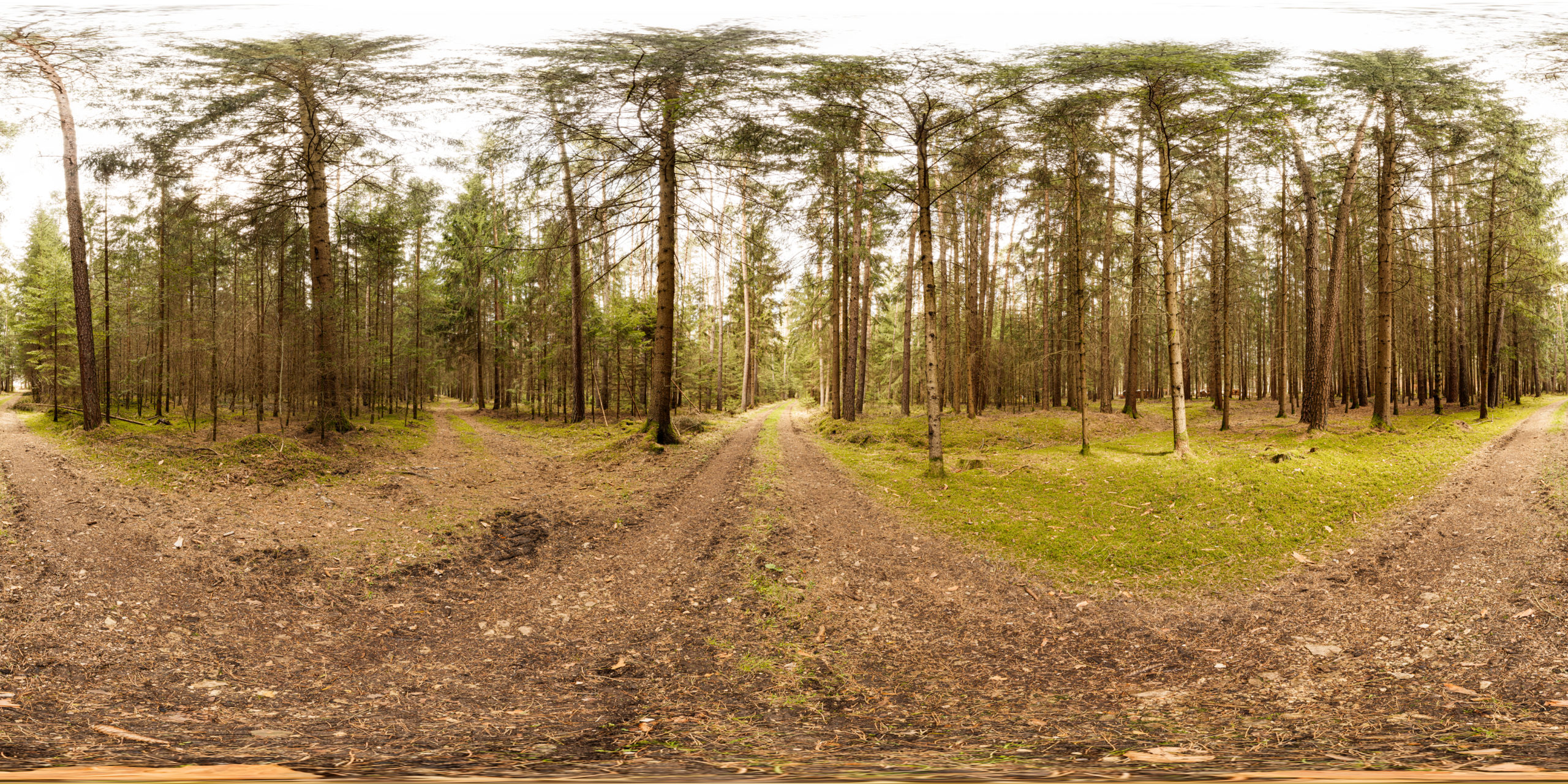 HDRI-Skies-Forest-Path-Altenheideck